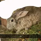 سلام عليكم ورحمة الله وبركاته متوفر أرانب للبيع