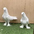 حمام تركي