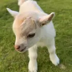 تيس قزم مستوئ ولون حلو