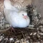 زغاليل للبيع