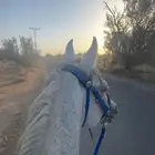 حصان شعبي للبيع