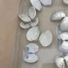 صدف البحر