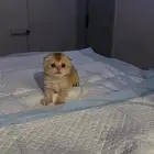 سكوتش كتن ny12