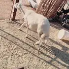 نعجه مسوي حايل