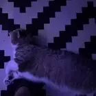 قطة أنثى للتبني ومخافة الله فيها