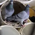 حمام زاجل