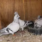 زاجل فاتح