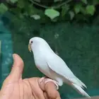 روز البينو اليف وهدد . تم البيع