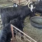 معزا مضاريع شرط