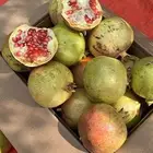 رمان الباحة
