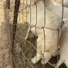 رخل للبيع