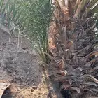 جثيث للبيع مقفزي شكل حمراء عميق حمراء حصان بديره خلعه