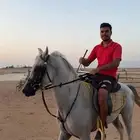 تأجير خيول بساعة