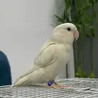 للبيع انثى روز البينو عيون حمر شرط صحه ونظافه