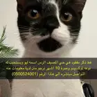 قطة مفقودة