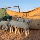 ارخال حريات مقنوي