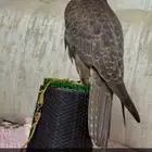 طير حر للبيع