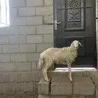 رخله