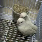 ببغاء روز