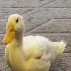 بط أليف