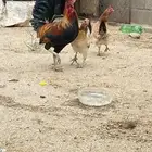 دجاج بلدي كفو