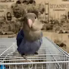 فرخ روز عمر 3 شهور