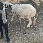 تيس و نعجه مضرع
