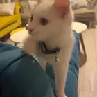 قط للبيع ..