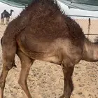 بكره تحت امها ماشاء الله تبارك الله