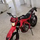 دباب صحراوي