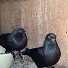 حمام