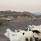 طليان سواكن شبيه الحرب مرابى جادعان مرابى