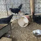 دجاج بشاير بلدي 5 شهور