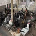 دجاج بياض
