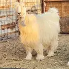 معزى صنف بيض ضغط عالي