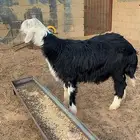 طلي نجدي صنف