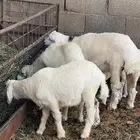 المزاحميه