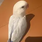 روز اليف جدا