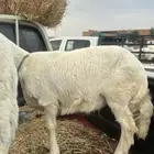 خروف للبيع