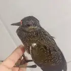 لقيته اليوم طايح بحوش بيتنا من له شف
