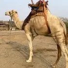 رحول ركبي كفو