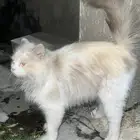 قط او بسة مفقودة في الطايف في حي قروى