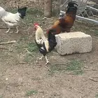 دجاج للبيع