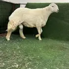 خروف صنف تم البيع