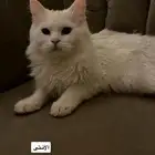 قطط تبني أم و الأب و الأنثى و الذكر