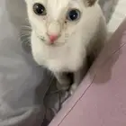قط للتبني