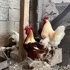 للبيع ديوك لوهمان