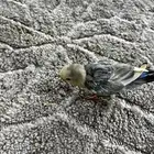 فرخ روز أليف العمر ماكمل شهر