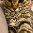 قطه للتبني