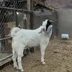 تيس بورقت هجين للبيع (تم البيع )